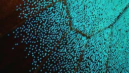 What is Perplexity AI and How to Get Started Using It